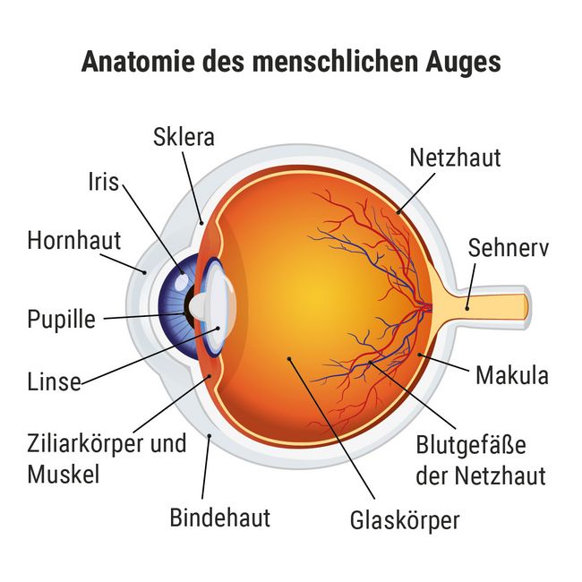 Abbildung 2*: Aufbau des Auges mit Netzhautgefässen